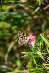 meadow, plants, flower, butterfly, fauna, flora, bright, colors, nature, beauty