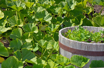 Summer garden barrel planter