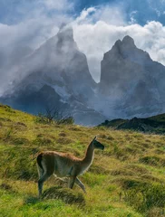 Cercles muraux Cerro Torre Guanaco with Cerro Torres in the background in Patagonia
