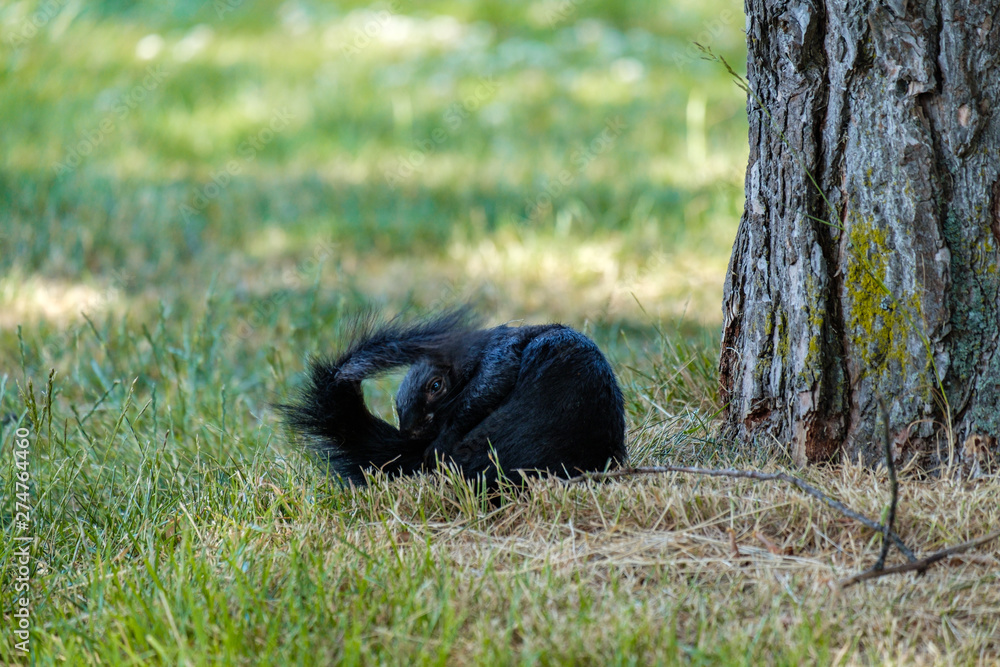 Wall mural one cute black squirrel resting under the shade beside trees in the park cleaning its tail with its 