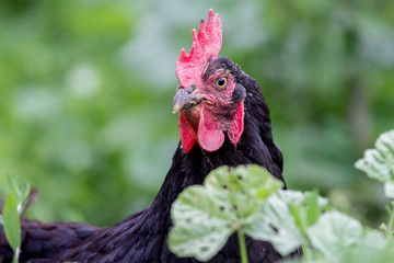Portrait of close-up of black chicken on green blurry background_