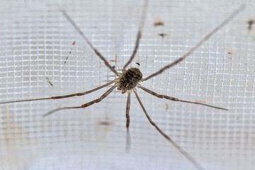 Big Spider with long legs