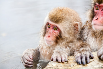 Cute Japanese macaque sitting in a hot spring. Snow monkey (Macaca fuscata) from Jigokudani Monkey Park in Japan, Nagano Prefecture.