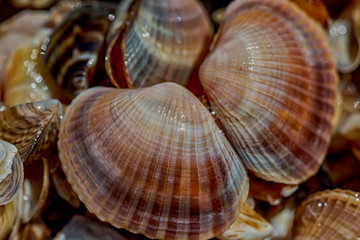 The texture of small seashells.