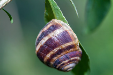 Snail on a branch