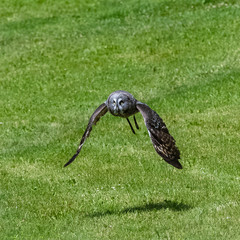 Short-eared Owl, Asio flammeus, owl flying, portrait
