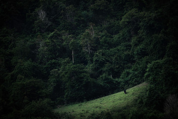 Fototapeta premium The wild Guar is standing in the middle of the rainforest.