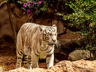nervous white bengal tiger foraging for food