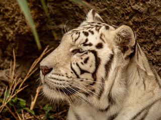 Closeup of a white Bengal Tiger on the prowl