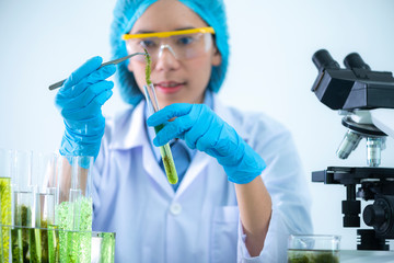 Scientists are developing research on algae. Bio-energy, biofuel, energy research