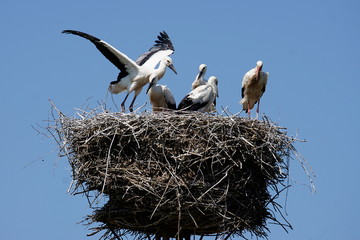 Fototapeta premium White stork chicks on their nest