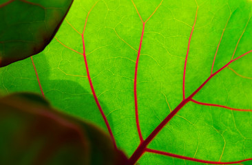 Translucent green leaf.
