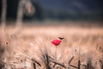 Red poppy in a dry field with flying insects