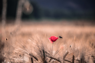 Red poppy in a dry field with flying insects