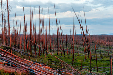 Obraz premium Dead tree trunks catching the last rays of a setting sun along the yellowstone shoreline.
