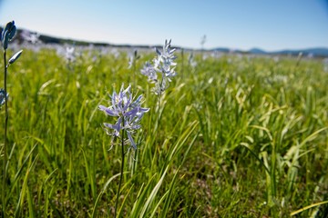Obraz premium Camas Flowers