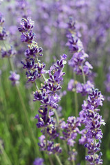 Photos of lavender on the field.