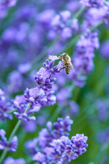 honeybee pollinating on top of lavender flower in the lavender flower field with beautiful purple background