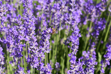 The bee sat on the lavender flowers.