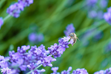 honeybee pollinating on top of lavender flower in the lavender flower field with beautiful purple background