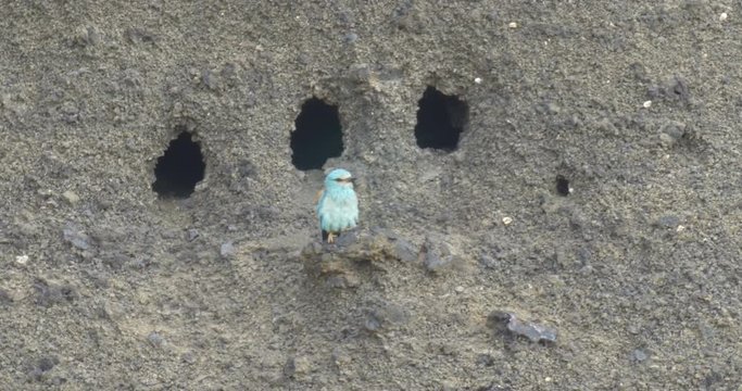 Roler Bird on a rock, Golan, Israel