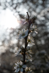 flowering in the sun