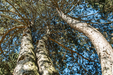 Fototapeta premium tall tree with three twisted thick branches reaching to the sky covered in dense foliage on a sunny day
