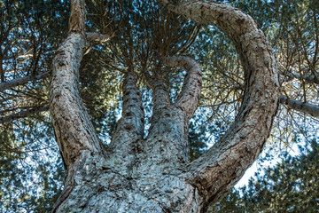 Fototapeta premium thick redwood with four strong branches covered in dense leaves on the top view from below