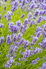 Obraz premium flower field in the garden with densely blooming purple lavender flowers