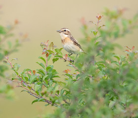 sparrow on a branch