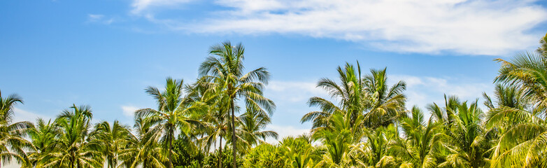 Fototapeta na wymiar Border with coconut palm trees on beautiful Island. Tropical vacation banner.