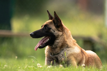 portrait of belgiana shepherd