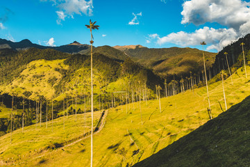 Wax palm trees of Cocora Valley, Colombia