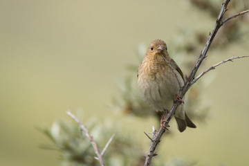 Stunning bird photo. Common rosefinch / Carpodacus erythrinus