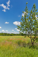 Obraz premium Summer landscape with field of wild poppies and tree