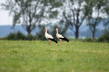 white stork in the field