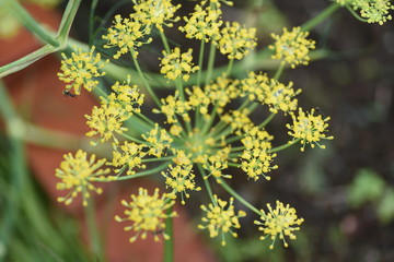Fennel is a sweet-scented herb used for food and medicine.