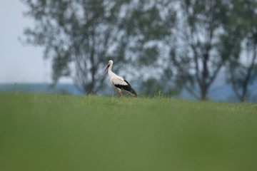 white stork on the meadow