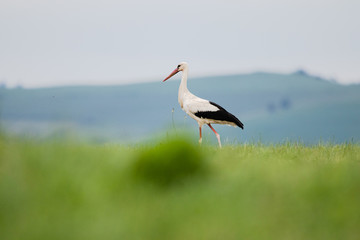 white stork on the meadow