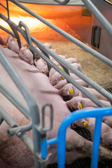 Piglets sucking milk