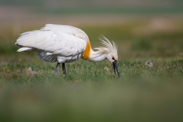 White big heron. Green blue nature habitat background. Heron: Eurasian Spoonbill. Platalea leucorodia.
