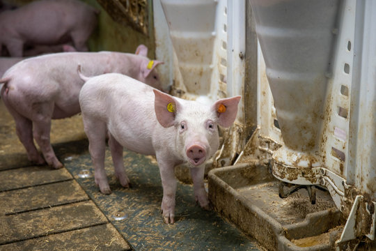 pig in farm