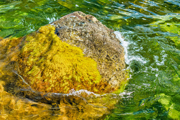 Stone covered with algae in clear water in colorful colors