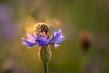 A busy bee sitting on a flower getting ready to take off. Its wings already moving rapidly. Taking care of all flowers on a meadow. Unbelievable nature.