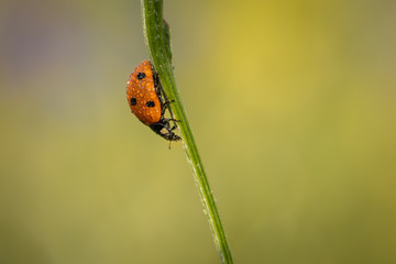 Lovely ladybug climbing up and down single stem of grass or flower. Gorgeous sunset light. Pure and clean nature. Macro world. Close up shot.