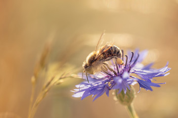A busy bee patiently collecting all the pollen from flowers on a meadow. Beautiful early summer fresh colors. Meadow flowers of many colors in the background. Lovely and pleasant warm evening light.