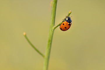 Lovely ladybug climbing up and down single stem of grass or flower. Gorgeous sunset light. Pure and clean nature. Macro world. Close up shot. Siting at the end of the stem of a plant.