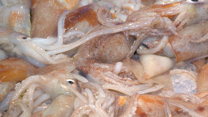 Frische Tintenfische