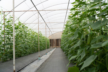 Fototapeta premium Organic vegetables for good health