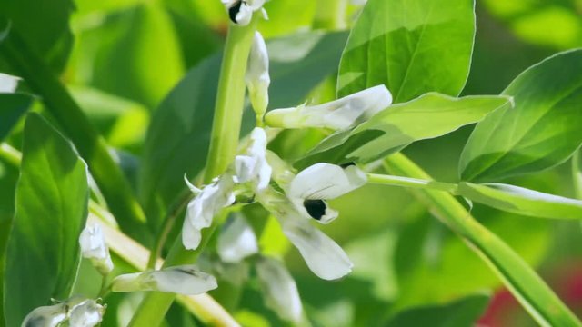 White-black bean flowers (Vicia faba) in the summer garden. Agriculture concept, cultivated legumes.